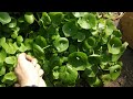 Miner's Lettuce Grows Just Fine in the Sun