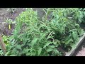 Home Sweet Homemade Homegrown Food Farm Garden Natural Organic Healthy Vegetables June 27 2024