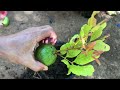 How to grow guava plants faster ? Growing Guava tree