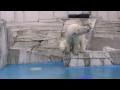 飛び込みの練習~Polar Bears Baby practicing diving