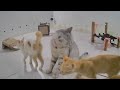 🙀 Funniest Dogs and Cats 😹😸 Funny Animal Moments 🐈😅