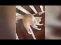 You Laugh You Lose😁Funniest Dogs and Cats 2024😻🐈