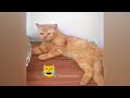 You Laugh You Lose 😹😂 Funniest Dogs and Cats 2024 😸