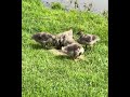 Mill pond geese and wild born domestic goslings summer 2023 part 1