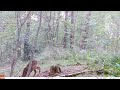 Roe deer mother with Bambi - Ree moeder met Bambi, Den Treek