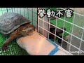 室内メダカちゃん大きくなったよ／挙動不審な亀#メダカ飼育#クサガメ