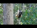 A Woodpecker goes for a spin