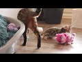 Bengal Kittens test which of them is the Strongest