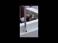 Adorable kitten trips then falls