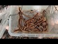 Army | It's so many red and brown millipedes | Hunting lots big millipedes #viral #insects #animal