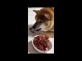 Funniest shiba inu Videos 2023 😂 New Funny Shiba Inu best Videos 😺🐶 Part 11   Tik Toks Compilation