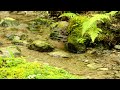 【自然の音】小さな川のせせらぎ / Nature Sounds - A Small Babbling Brook