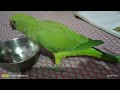 Talking Parrot 🦜 Mitthu 😍 clear voice my parrot 😘