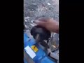 guy petting crow meme