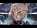 Cat.mp4