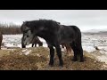 The Beautiful Horses of Iceland