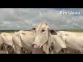 Boiada da Fazenda Ello atravessando a ponte do Rio Arinos  em Juara MT