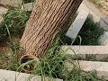 my garden vlog....