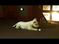 Westie Puppy Playing
