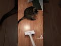 Oscar the Cat Loves Vacuum.                   Pls Subscribe & Like