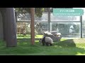 天才パンダ楓浜🐼超絶大好きな😍飼育員さんを見つけた2秒後、歴史的な瞬間が…神w