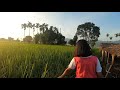 mesmerizing view of paddy field and beautiful sunset