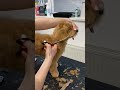 Maltipoo full haircut (vertical video)