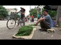 Picking wild vegetables from a primeval forest on the mountain. Robert | Green forest life