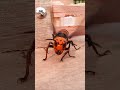 Safecracker Hornets: Giant Hornet can destroy hive entrance