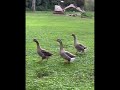 Mill Pond geese summer 2022 part 1