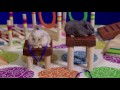 Tiny Dwarf Hamster Agility Course - Dumptruck Vs Porkchop