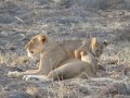 Lioness and cubs bathing eachother in Samburu, Kenya