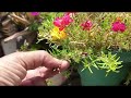 बरसात से पहले ही Portulaca में डालें ये फर्टिलाइजर// portulaca topiyari ...