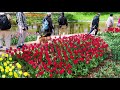 【Cherry blossoms】TOKYO. Showa Kinen Park 2019 #4K #昭和記念公園