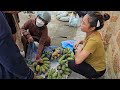 Lý Thị Nhâm is 5 Months Pregnant - Harvest Bananas Together To Sell At The Market