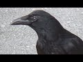 Crow With Diseased Eye