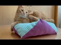 【DIY PET CUSHION】犬猫クッションの作り方　犬猫vlog#74