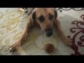 Cashew Cam - Leave That Butt Alone!  #dog #dogshorts #youtubeguru  #subscribe  #youtuber  #cashew