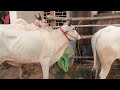 West Bengal Cow 🐄 Haat || south 24 Pargana || দক্ষিণ বারাসাত গোঁড়েরহাট গরুর হাট 2023