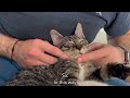 The kitten who speaks Latin