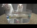 How to Get your Cat Used to Water (4 Step Tutorial) | The Cat Butler