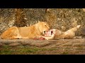 Lion Having Lunch