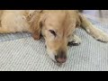 25 second video of my dog