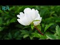 神代植物公園の芍薬、色鮮やかに咲き誇る-Peony blooms in brilliant colors at Jindai Botanic Park TOKYO