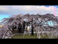 Ngắm hoa Đào nở về đêm (Watch peach blossoms bloom at night)