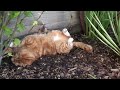 The Cutest Feline Friend, Loves The Nature 🍀 #FelineAdventures #Video #Cat