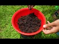 How to grow lychee and guava trees, great way to propagate litchi and guava trees by air layering!
