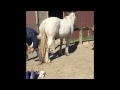 UPDATED! Shoeing A Nervous Horse Using Duct Tape Complete Video