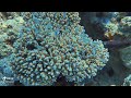 Beautiful Coral Life Eilat Scuba Diving