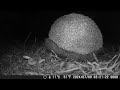 You Won't Believe How Cute This Hedgehog is While Eating in a Suburban Garden